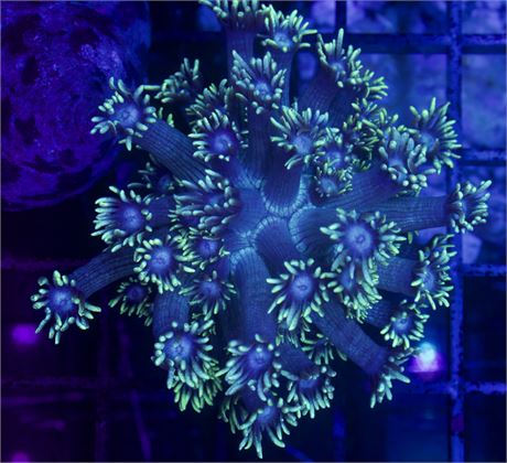 Golfball Goni Colony