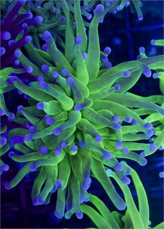 FREE Holy Grail Torch! - DO NOT BID ON ITEM