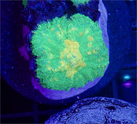 Green Pincushion Rhodactis