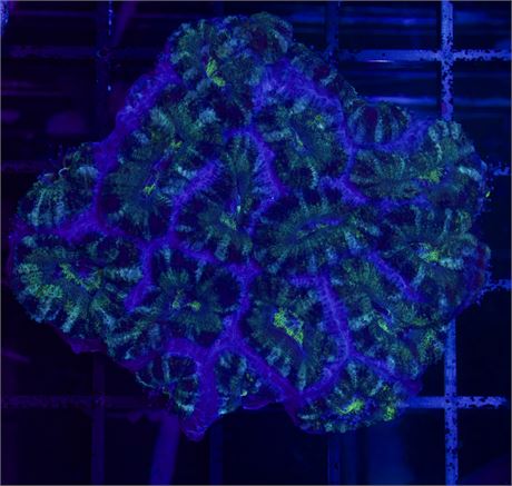 Funky Green Acan Colony