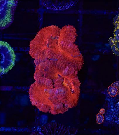 Red Acan