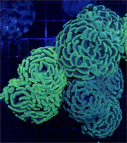 AUSSIE HAMMER BUNDLE!