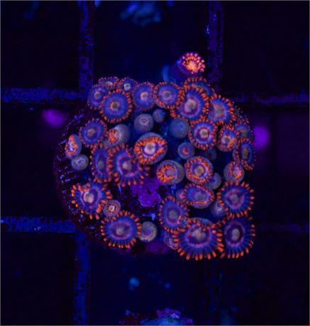 Fire and Ice Zoa
