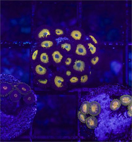 ACI Zombie Banana Zoas