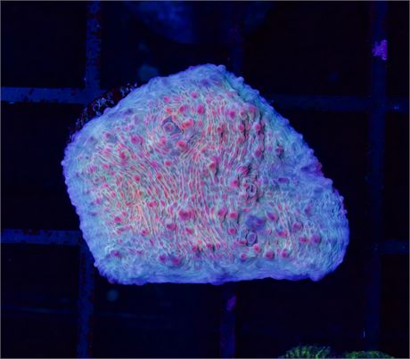 Dragon Fruit Chalice