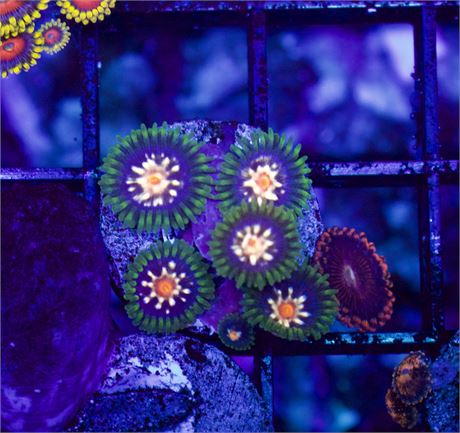 Daisy Cutter Zoas