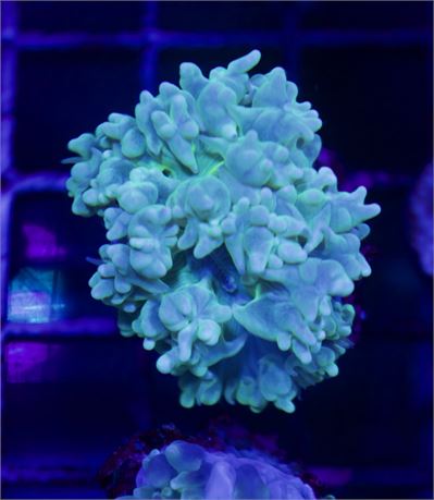 Pearl Coral