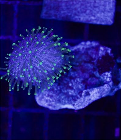 Steve Tryree Toadstool