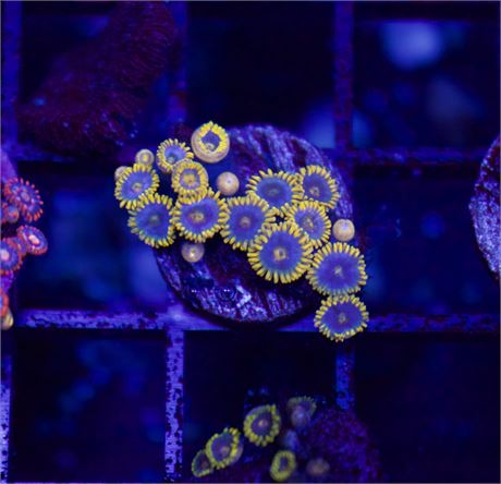 Smurf Zoas