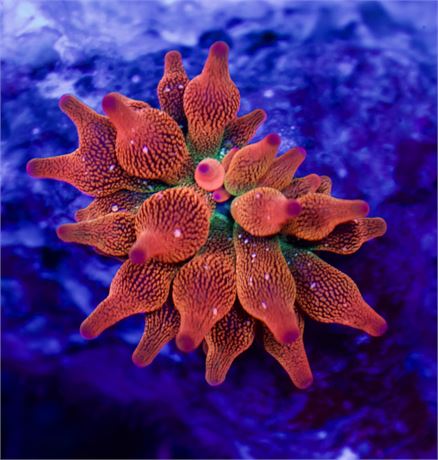 Hawaiian Punch Anemone