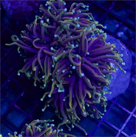 Hell Fire Torch (3 HEADS)