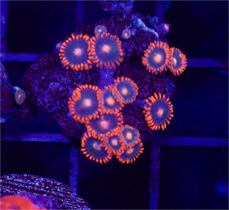 Gatorade Zoa