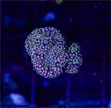 Pink and Green FL Ric