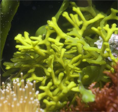 Green Codium