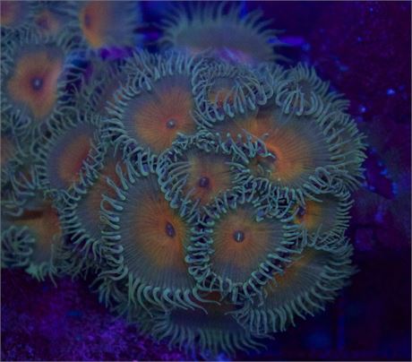 Caprian Jerk Mini Colony