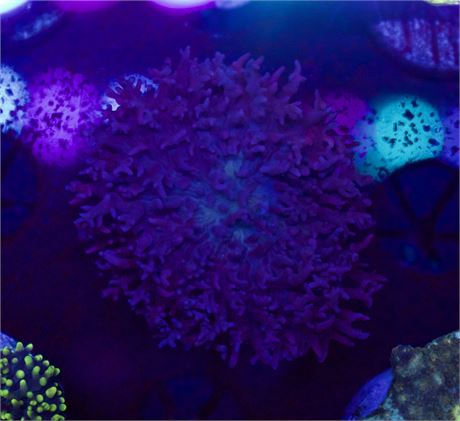 Purple Fuzzy Mushroom