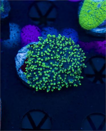 Green Fuzzy Mushroom