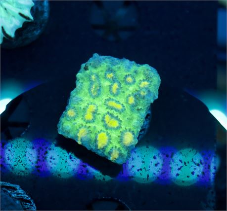 Lemon Lime Hydnophora