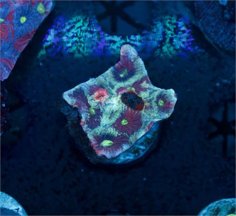 Fire and Ice Favities