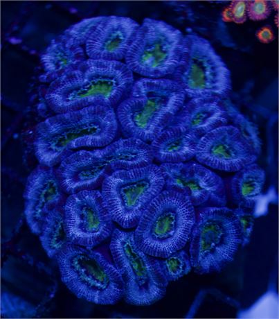 Blue Rim Acan Colony