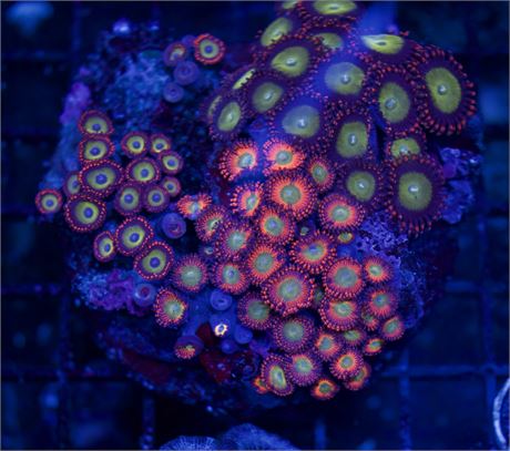 Whole Zoa Colony