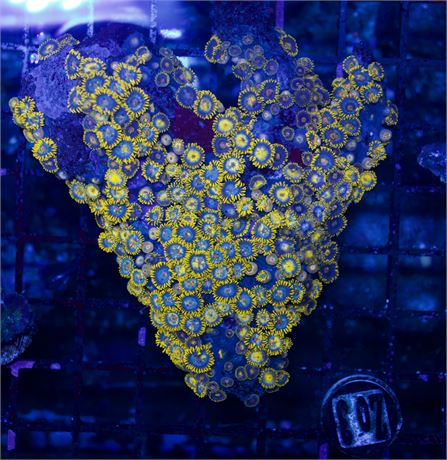 Solomon Island Zoa Colony