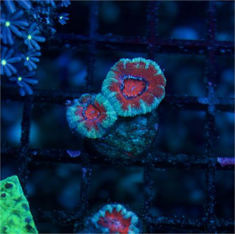 Tiffany Rim Acan Colony