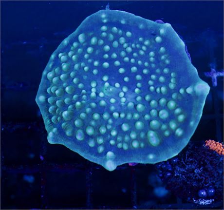 Funky Large Green Discoma