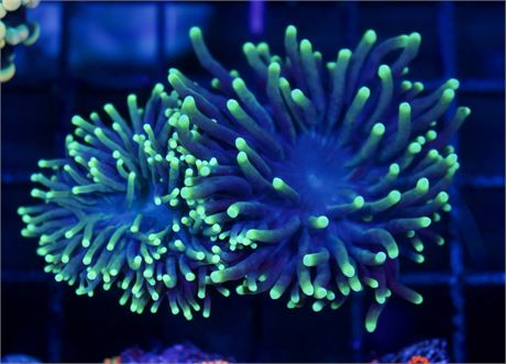 Two Head Aussie Torch