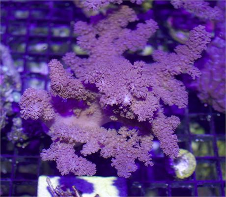 Indo Purple Colt - Mother Colony