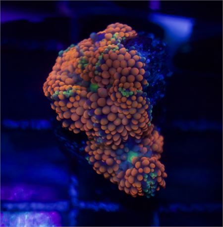 Crazy Orange Fl Ric