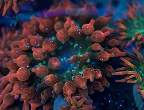 Speckled Rose BTA