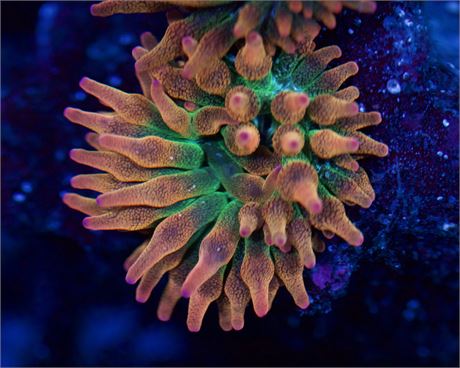 Hawaiian Punch Anemone