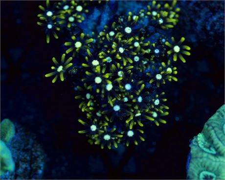 Green Star Polyp