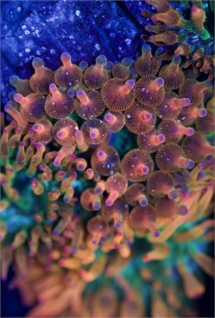 Speckled Rose Anemone