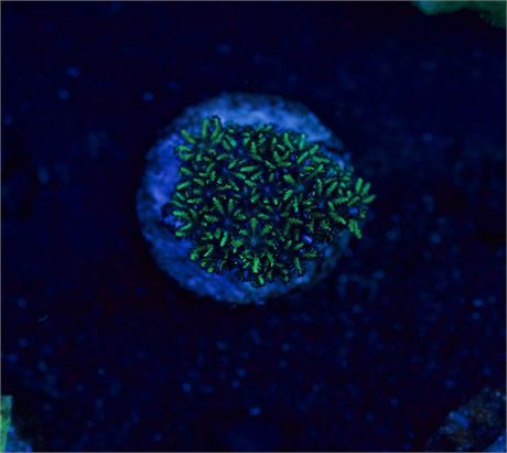 Blue Sympodium