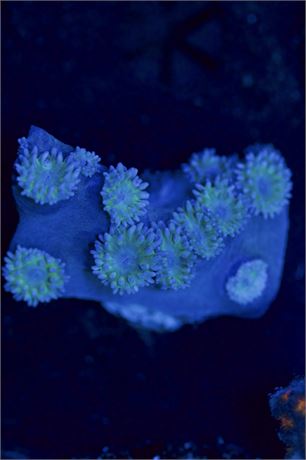 Turbinaria