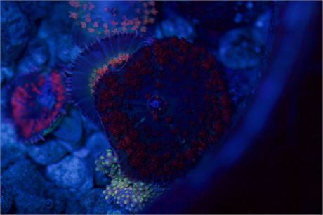 Blue Red St Thomas