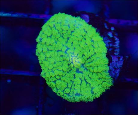Neon Green Rhodactis