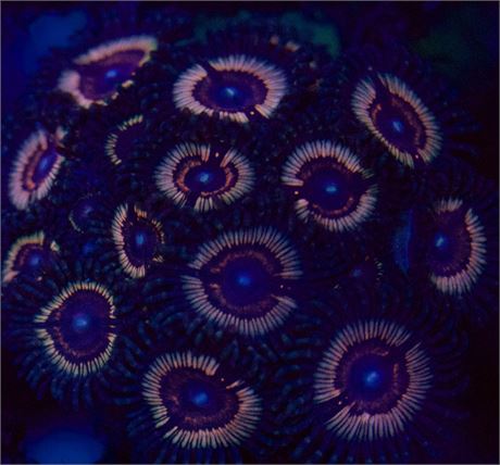 Sonic Flair Zoa (3p)