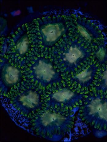 Green Zoa (4-5p)