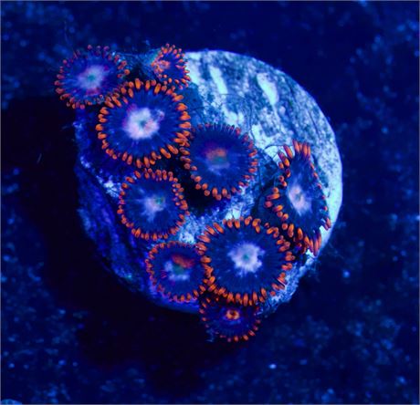 Fire and Ice Zoas