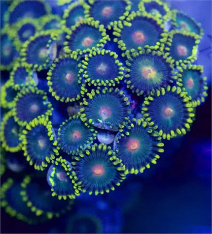 Green Bay Zoas (7-10p)