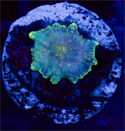 Tie Die Discoma