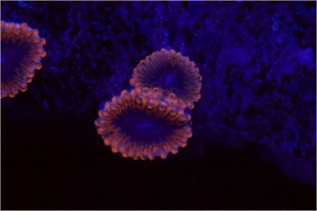 Lunar Eclipse Zoa (2p)