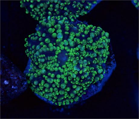 Green Fuzzy Mushroom