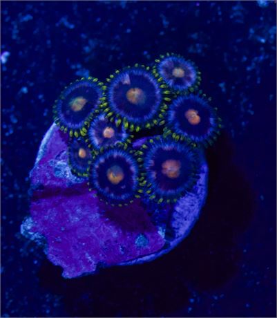 Blow Pop Zoas