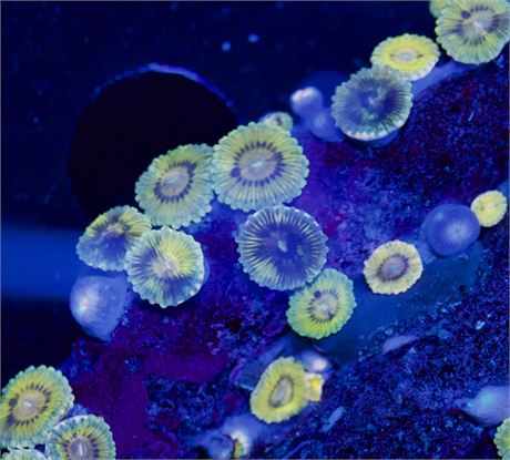 Lemons Zoa (3p)