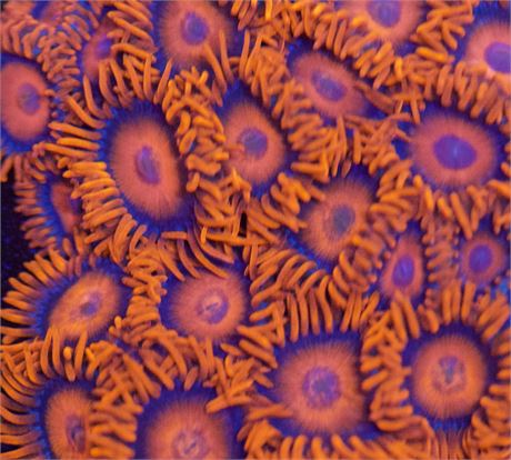 Orange Oxide Zoa (4-5p)