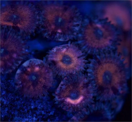 Pink Jelly Bean Zoa (2p)